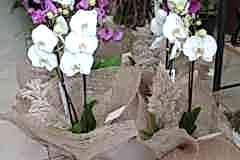 Elazig-Cicekci-Mehmet-16