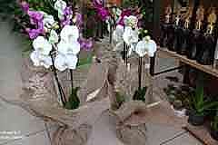 Elazig-Cicekci-Mehmet-18