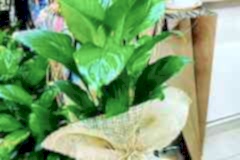 Elazig-Cicekci-Mehmet-2