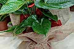 Elazig-Cicekci-Mehmet-21