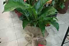 Elazig-Cicekci-Mehmet-23