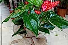 Elazig-Cicekci-Mehmet-26