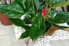 Elazig-Cicekci-Mehmet-29