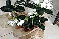 Elazig-Cicekci-Mehmet-36