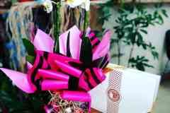 Elazig-Cicekci-Mehmet-4