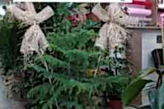 Elazig-Cicekci-Mehmet-41