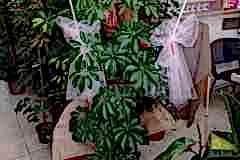 Elazig-Cicekci-Mehmet-42