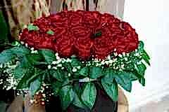 elazig_cicekci_kutulu_gul-18