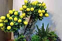 elazig_cicekci_ozel_tasarim_teraryum-2