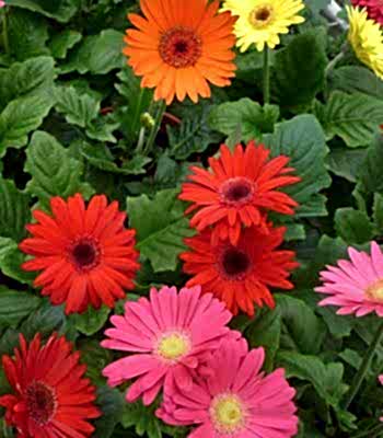 gerbera