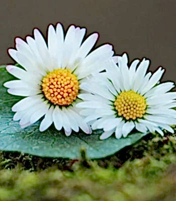 papatya ve kır çiçekleri